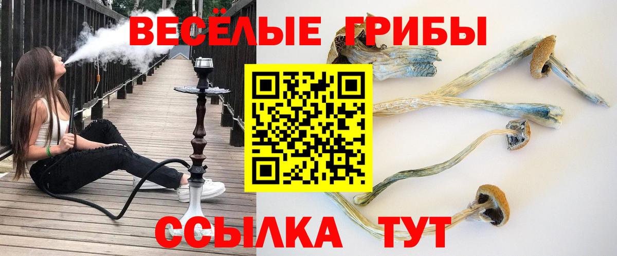 Псилоцибиновые грибы Psilocybine cubensis Екатеринбург